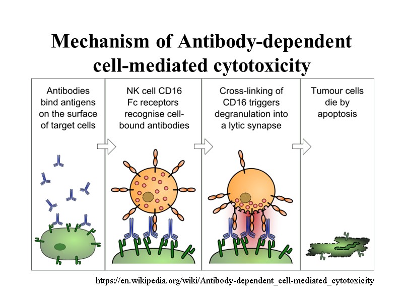 Mechanism of Antibody-dependent cell-mediated cytotoxicity https://en.wikipedia.org/wiki/Antibody-dependent_cell-mediated_cytotoxicity